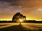 imagen decorativa